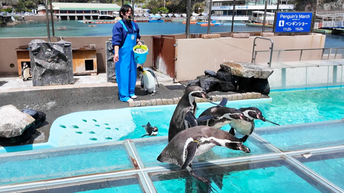 下田海中水族館_ペンギンショー2.png