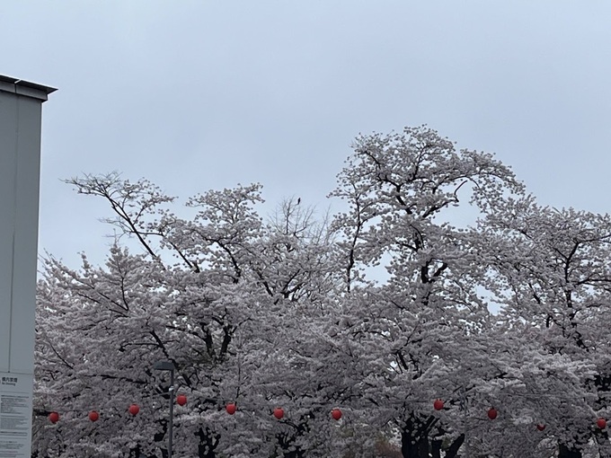 ユニクロ桜.jpg