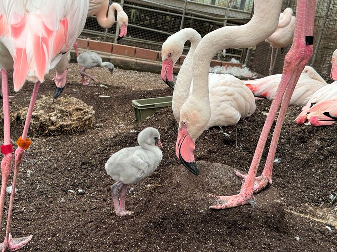 7月を過ぎたらもう見られない(涙)【富士宮市】「ふわふわもこもこ…♡日頃の疲れが吹っ飛んじゃうわ」かわいすぎる赤ちゃんに癒されて♪