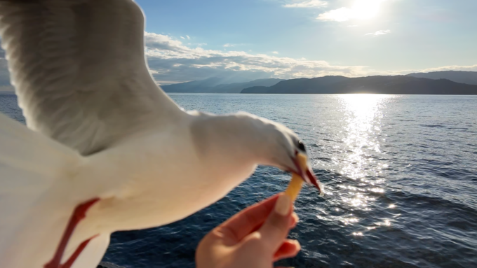 海鳥にえさやり.png