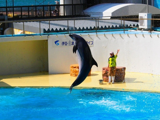 mitosea022.JPG