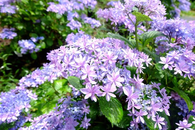 あじさい4.JPG