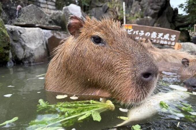 伊豆シャボテン動物公園680x_2dc75f63-a491-497a-8cba-bf29b2fd73f0.jpg