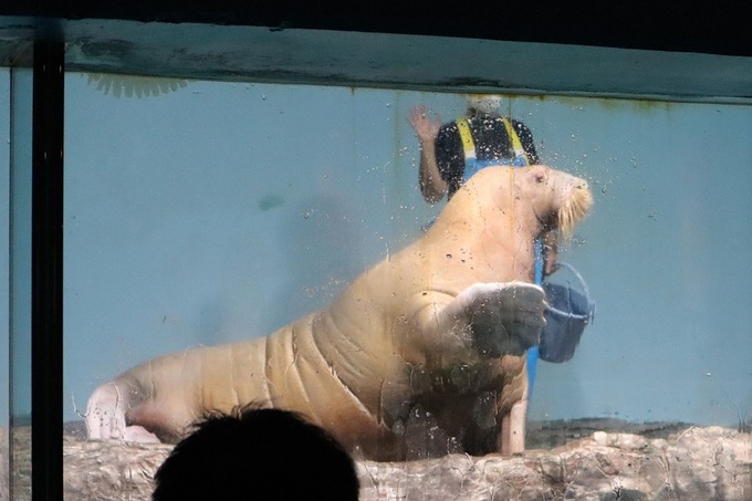 mitosea011.JPG