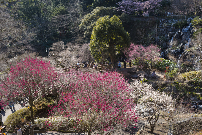 170201_熱海梅園_43 (4).JPG