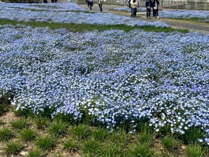 【浜名湖花博2024】いよいよスタート！子連れに最適♡【浜名湖ガーデンパーク】家族で遊びにいってみた♪