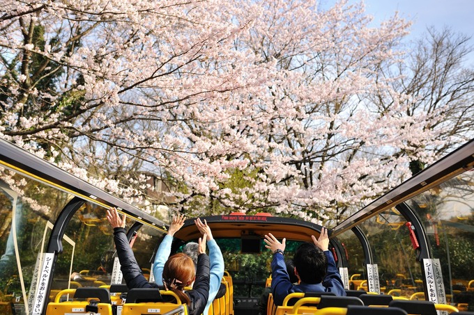 宿泊者限定です【伊東市】「花見温泉に桜のオープンバス！？」絶対行きたい♪贅沢すぎる桜満喫ツアー