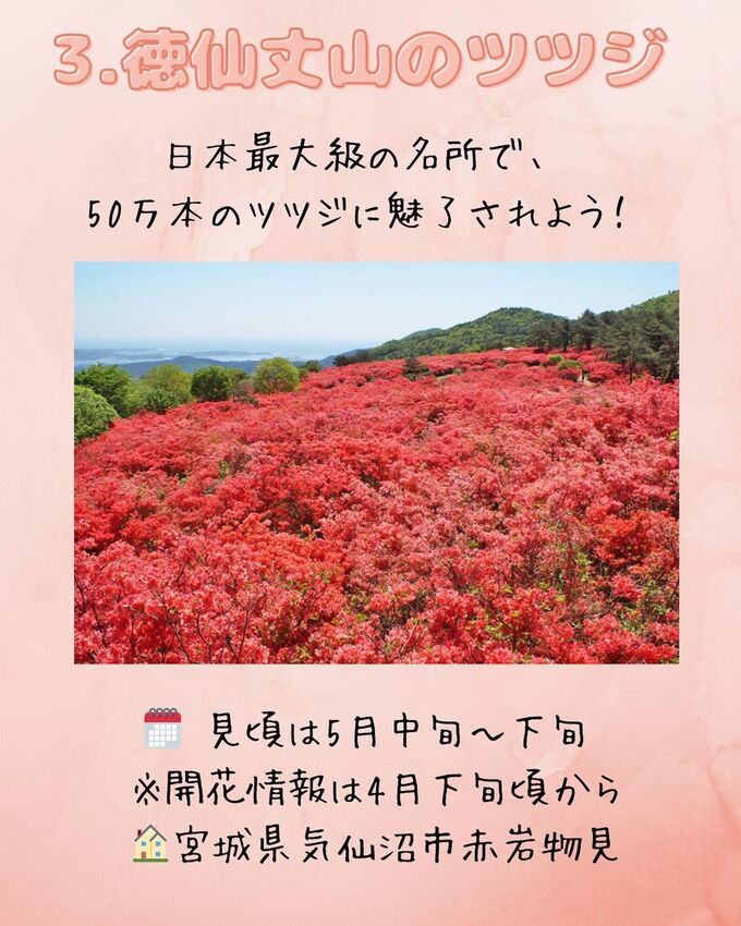 3．徳仙丈山のツツジ.jpg