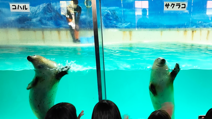 下田海中水族館_アザラシショー3.png