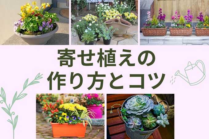 初心者でも簡単！おしゃれな「寄せ植え」の作り方とコツをグリーンアドバイザーが紹介｜春夏秋冬のおすすめ植物リスト付き