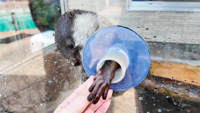 下田海中水族館_コツメカワウソのご飯.png