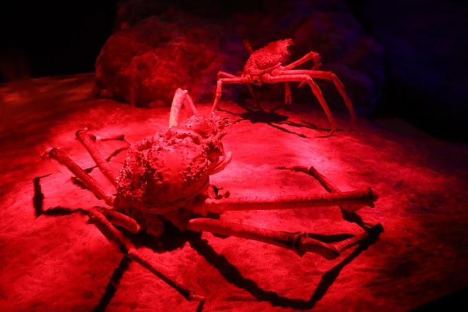 mitosea05.JPG
