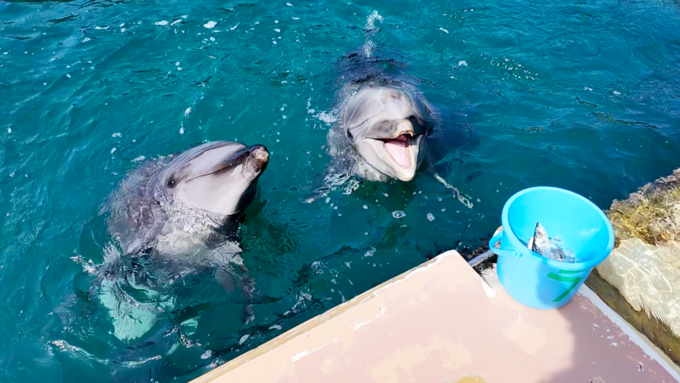 下田海中水族館_いるか3.png