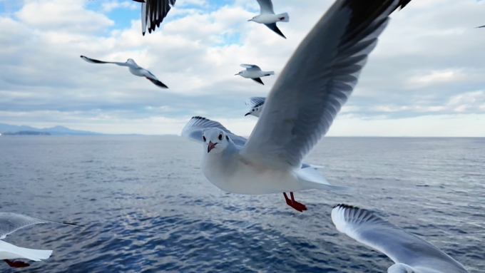 並走する海鳥.png