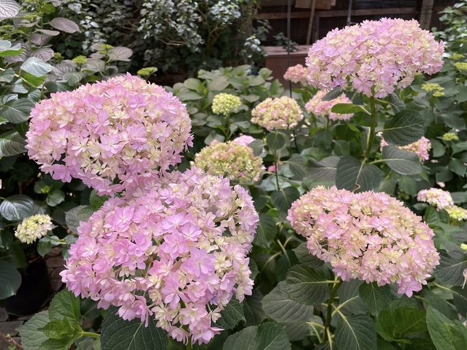 加茂花鳥園02.jpg