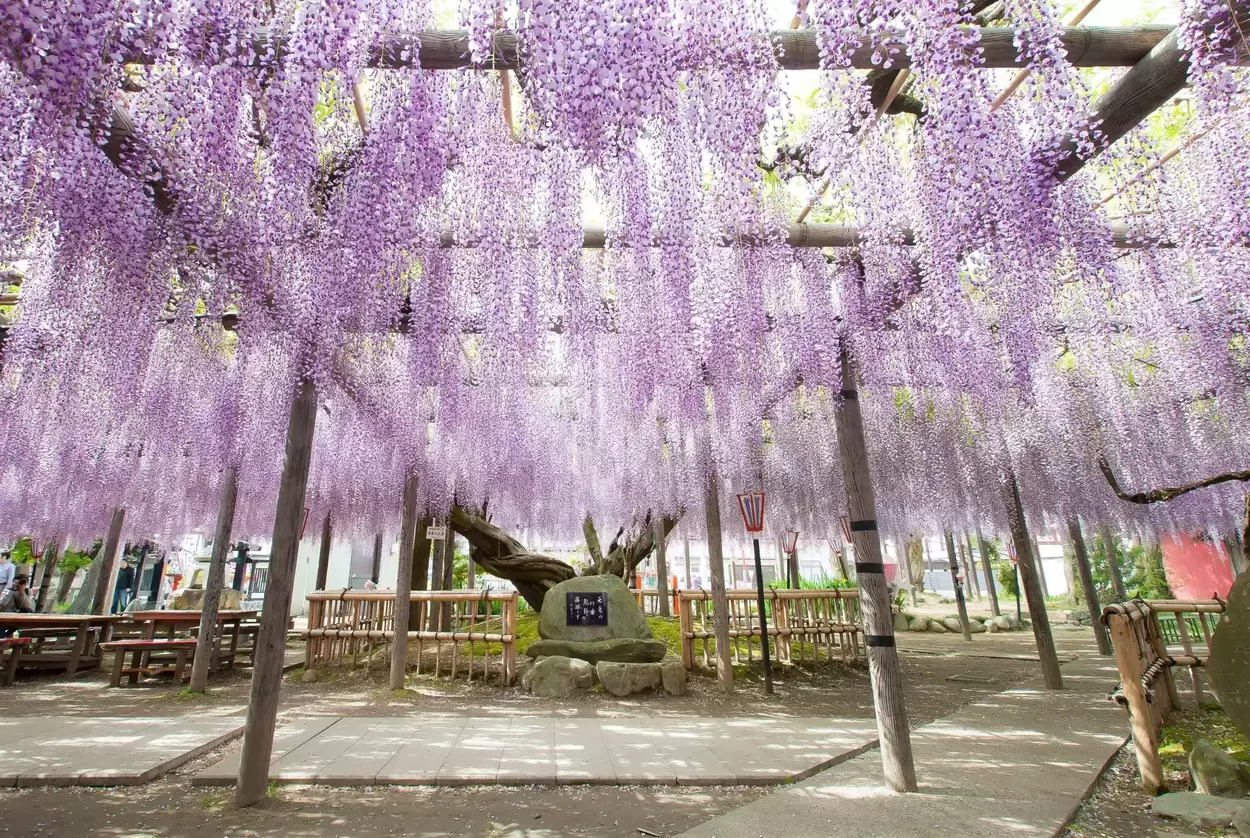 熊野（ゆや）の長藤