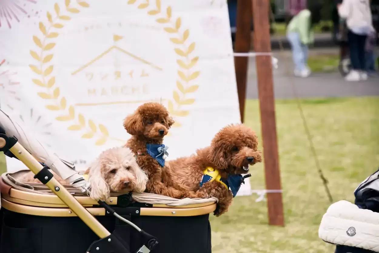 ワンタイムマルシェ ~秋のドッグフェス IN 蓬莱橋~
