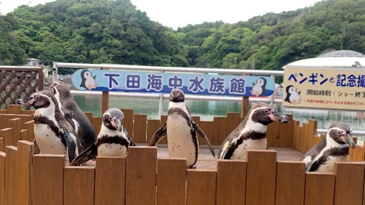 「ペンギンと記念撮影」「ペンギンの餌やり体験」再開!