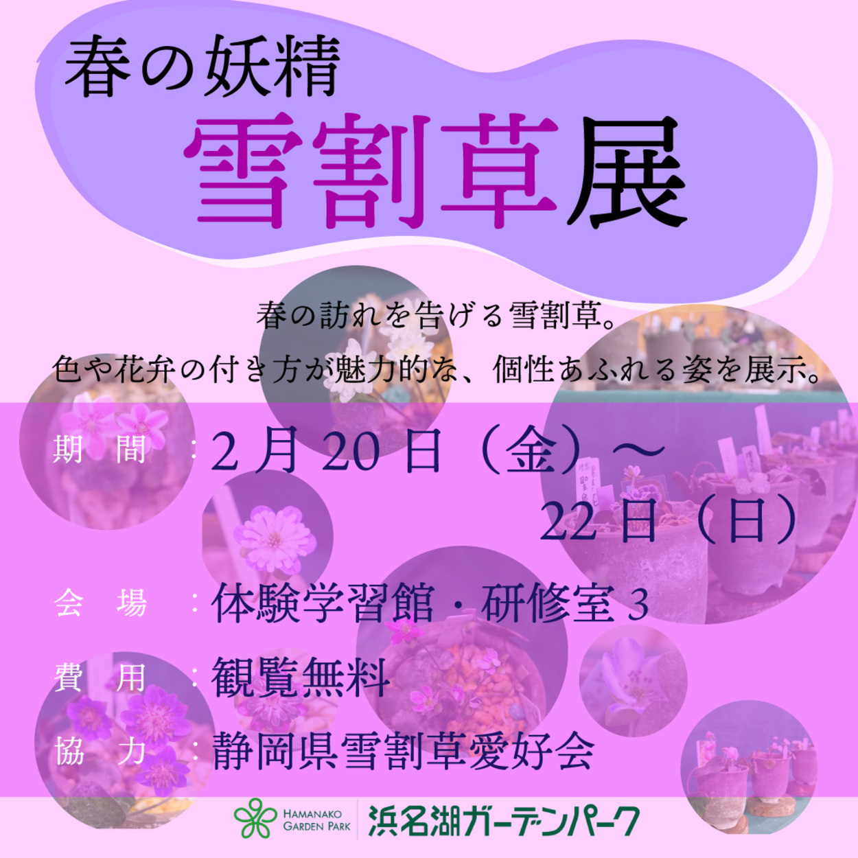 春の妖精　雪割草展