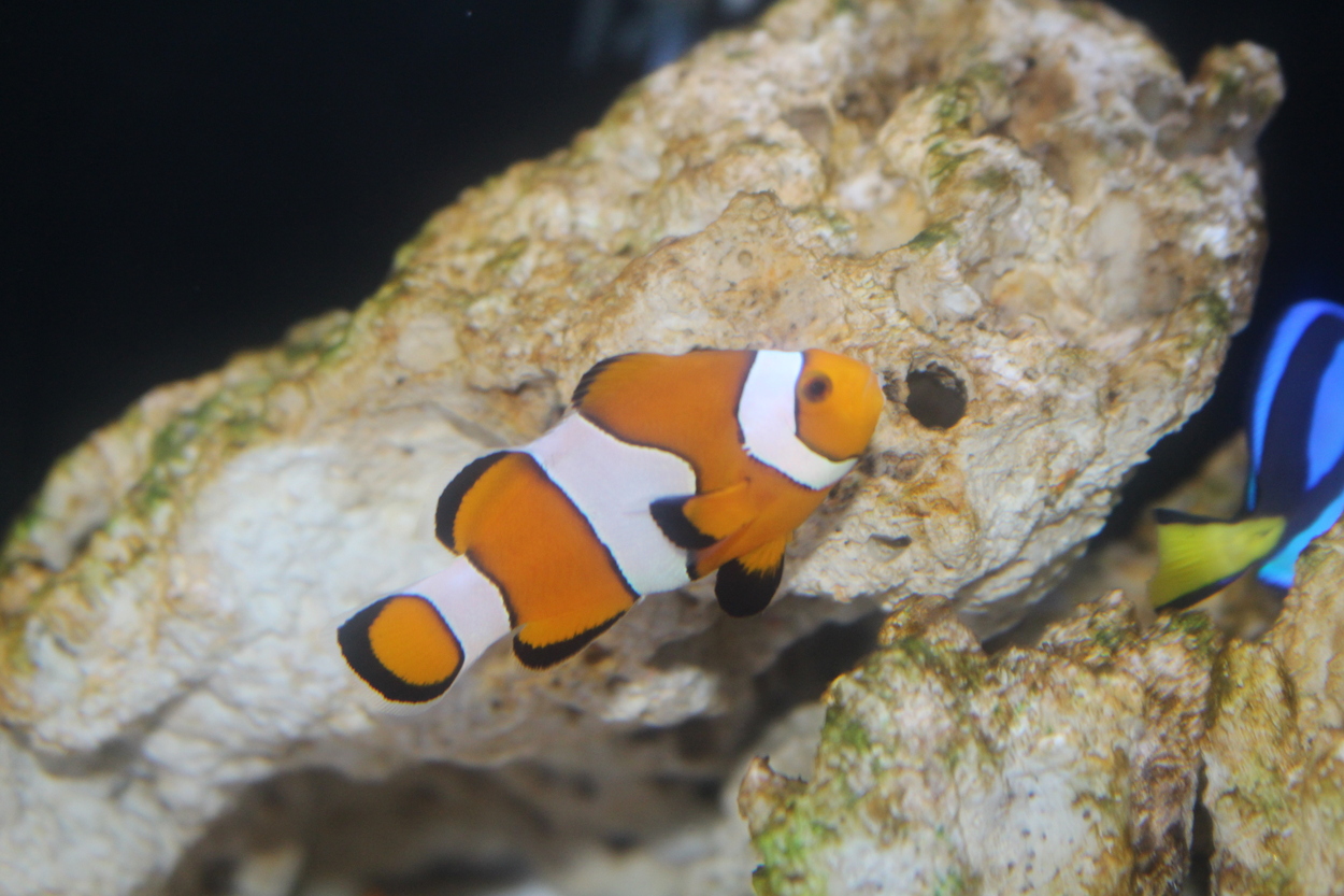 海の中で見つけたパンプキン 水族館の魚がハロウィーンパーティー!?