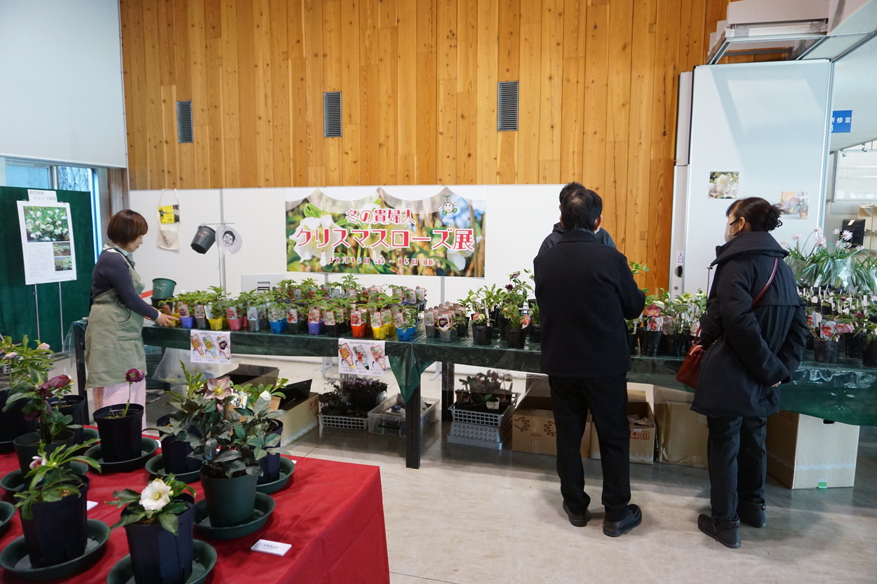 クリスマスローズ展