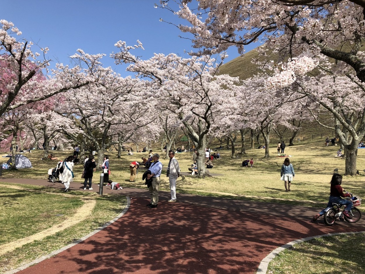 サクラ交流会