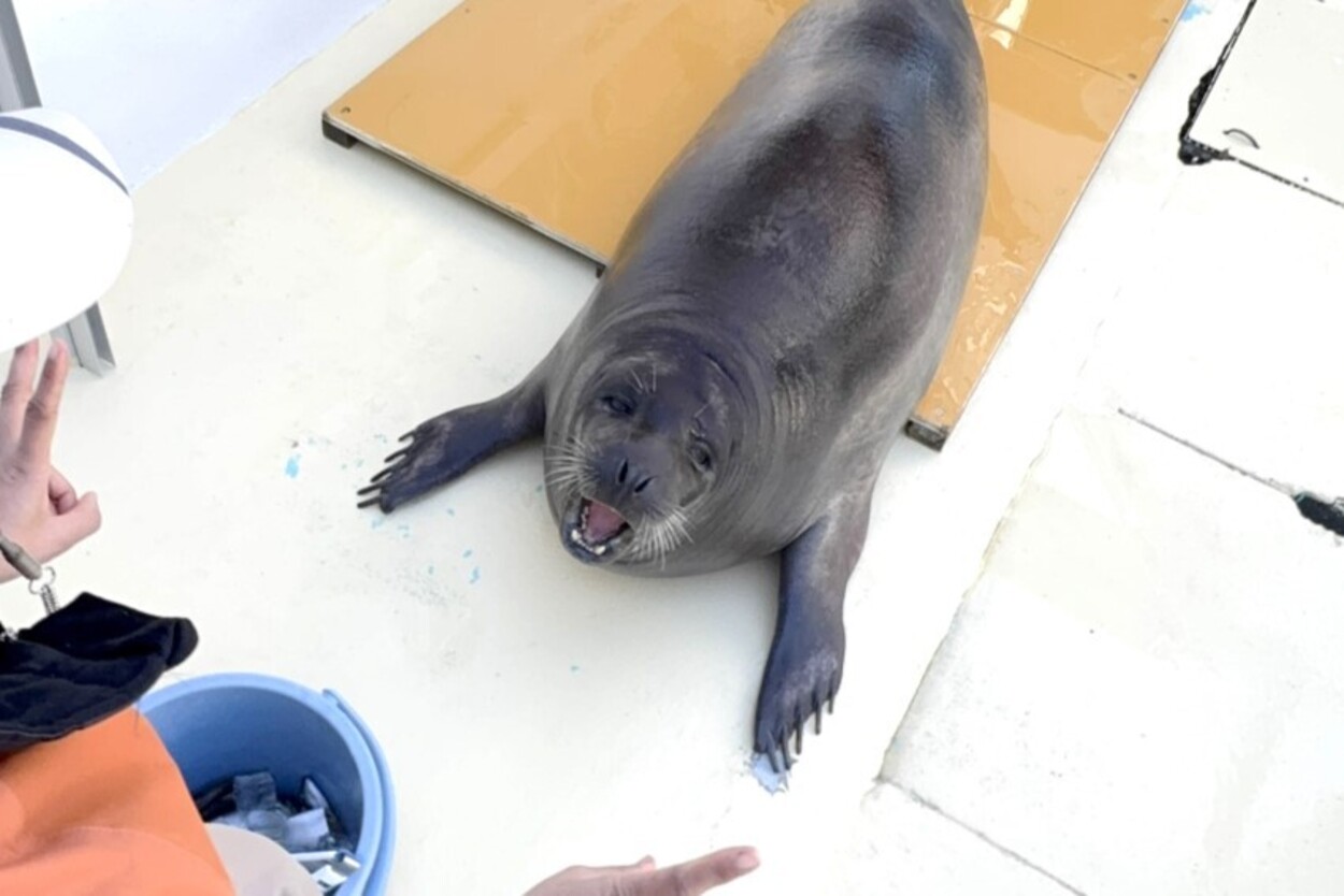 ゴマフアザラシと遊ぼう!トレーナー体験