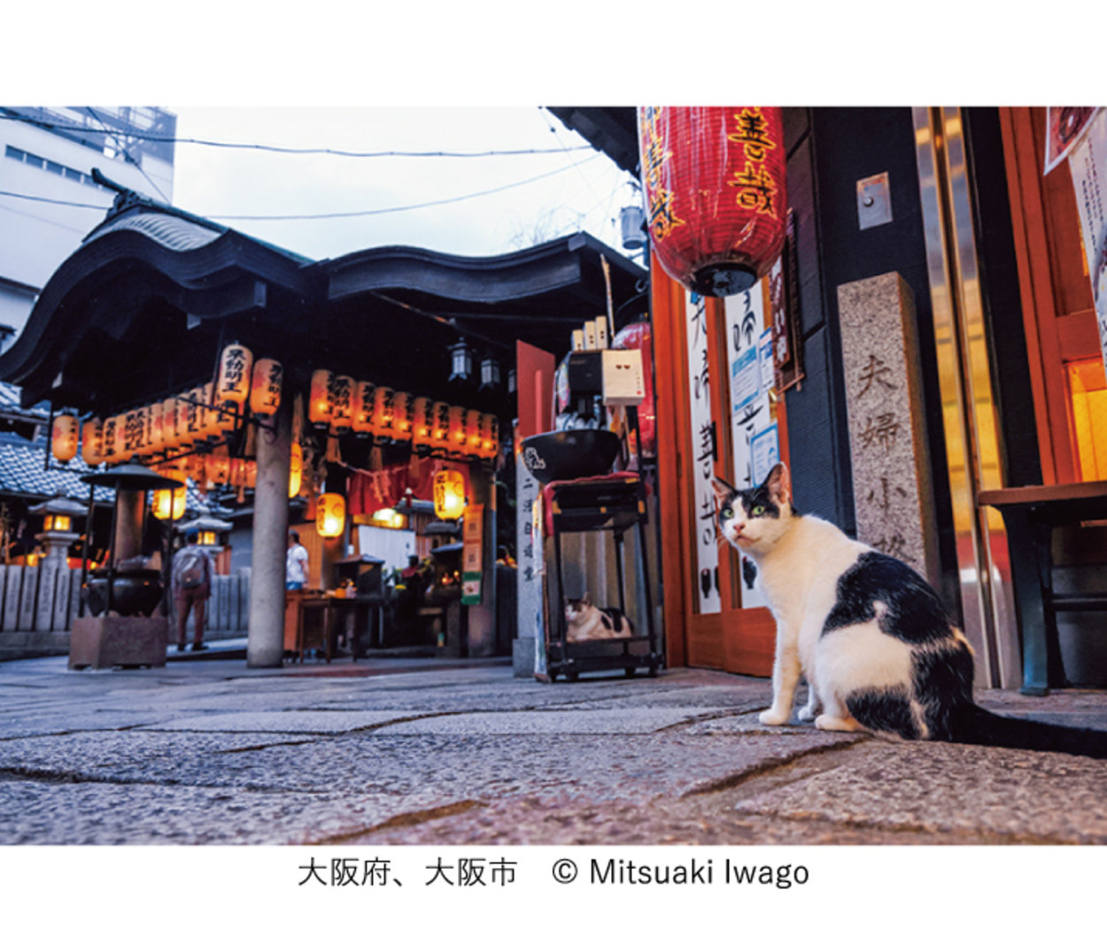 佐野美術館創立60周年・三島市制85周年 記念　岩合光昭写真展「ご当地ねこ」