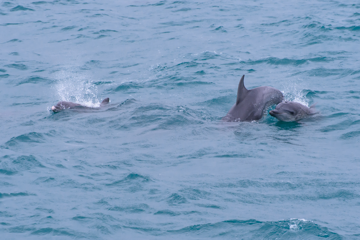 イルカ ウォッチングクルーズ