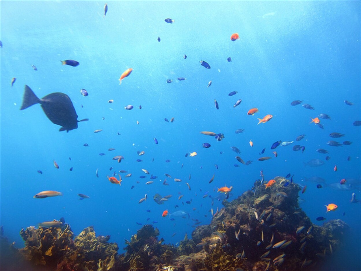 ヒリゾ浜でシュノーケリング体験