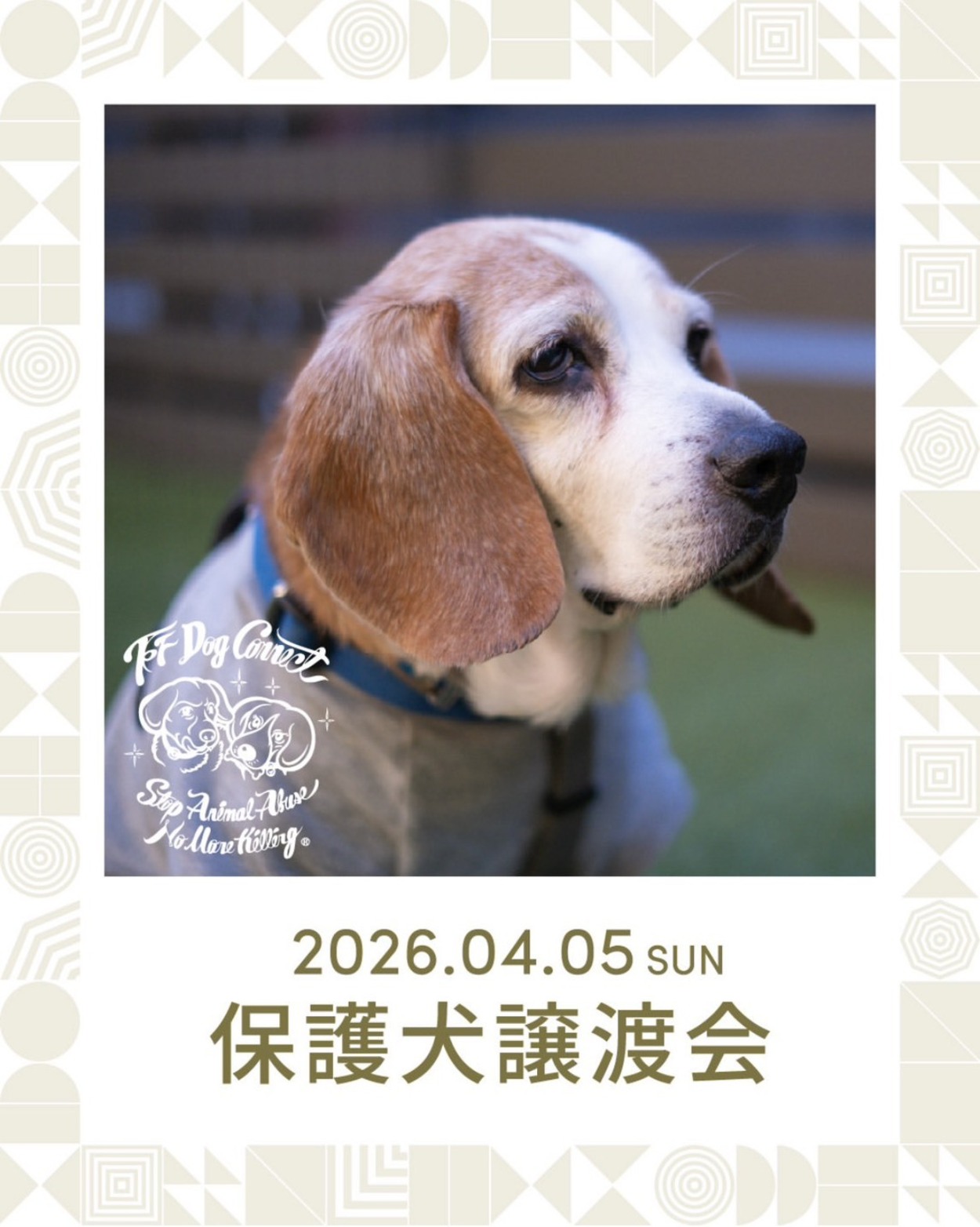 保護犬譲渡会