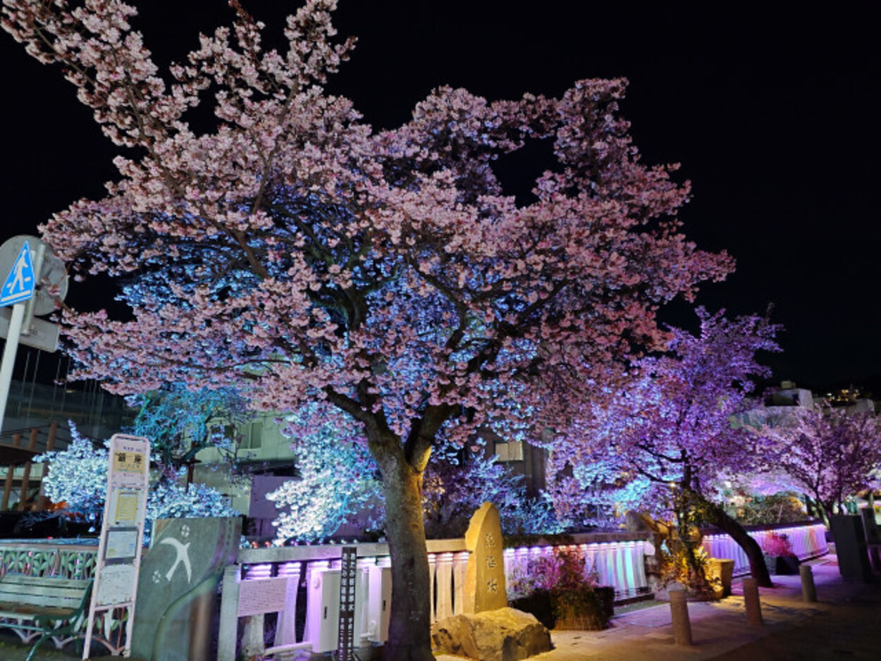 第16回あたみ桜 糸川桜まつり