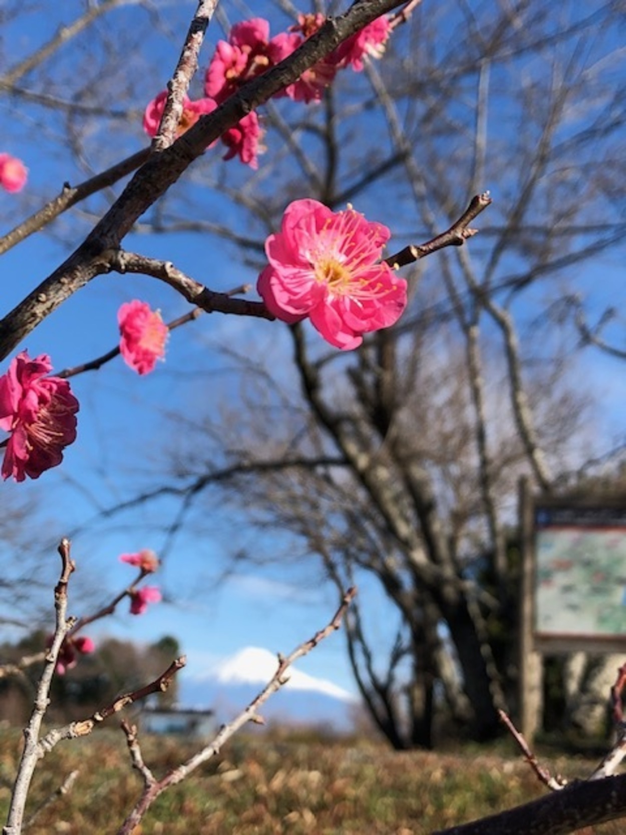 第29回 日本平梅まつり