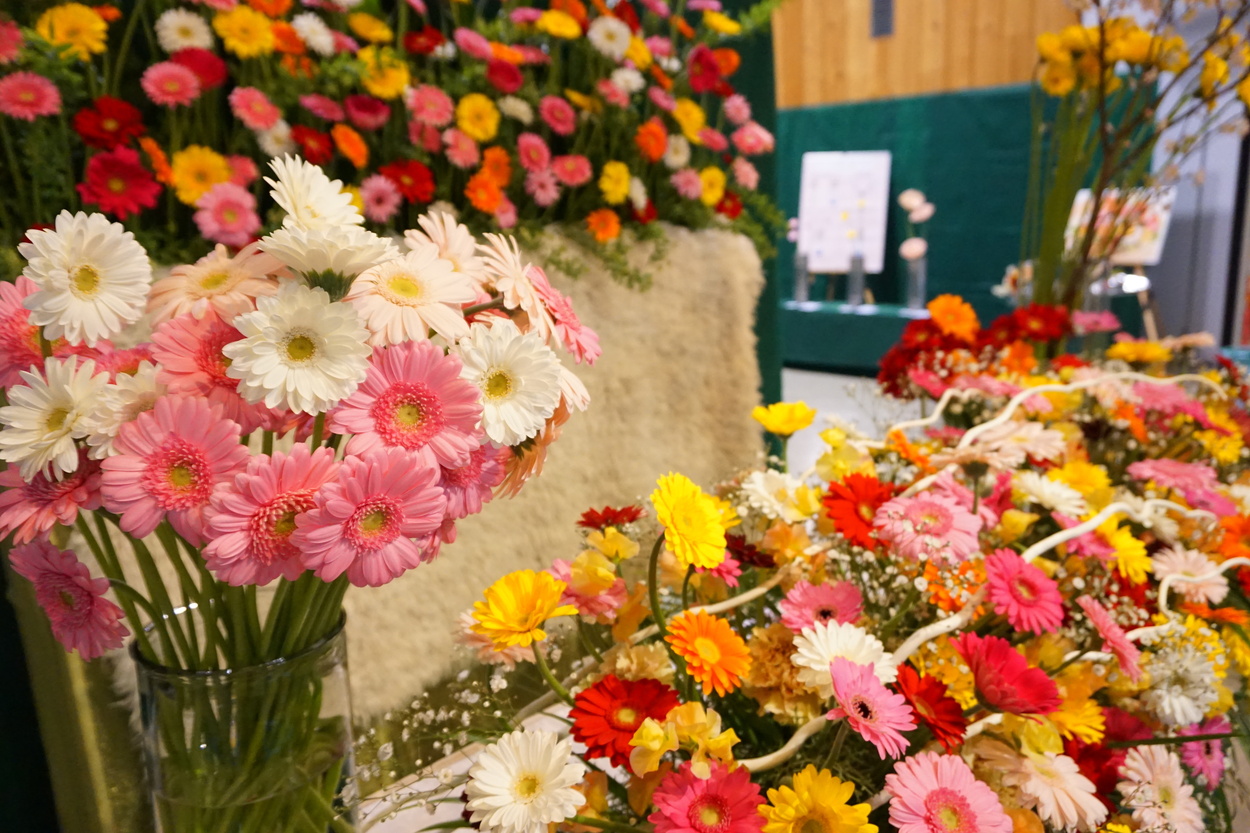 浜松が全国No.1！ガーベラ展