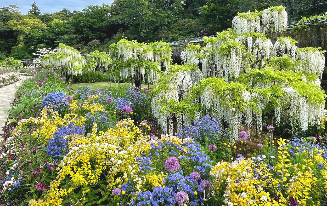 浜名湖花フェスタ2026【はままつフラワーパーク会場】