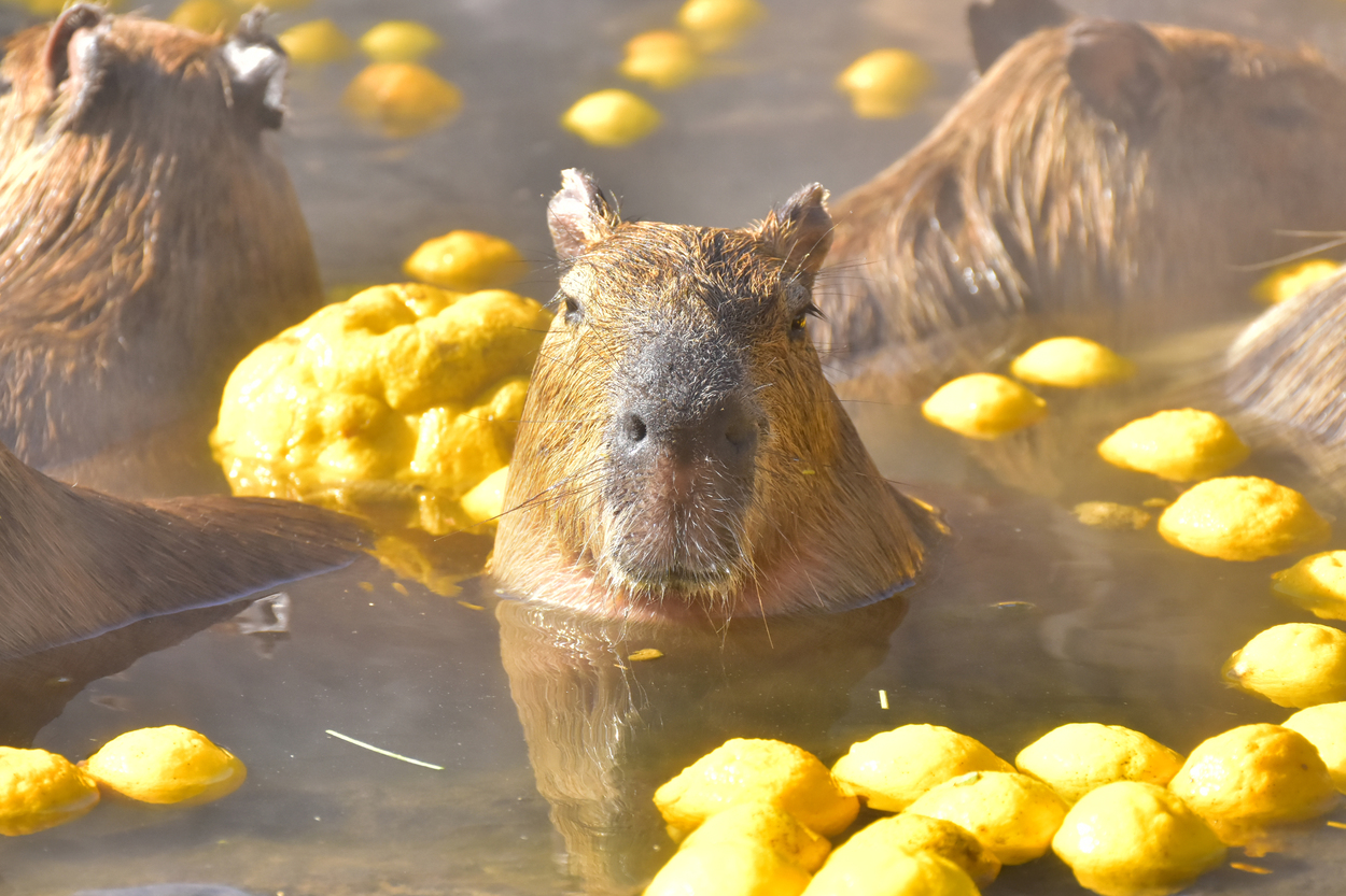 元祖カピバラの露天風呂