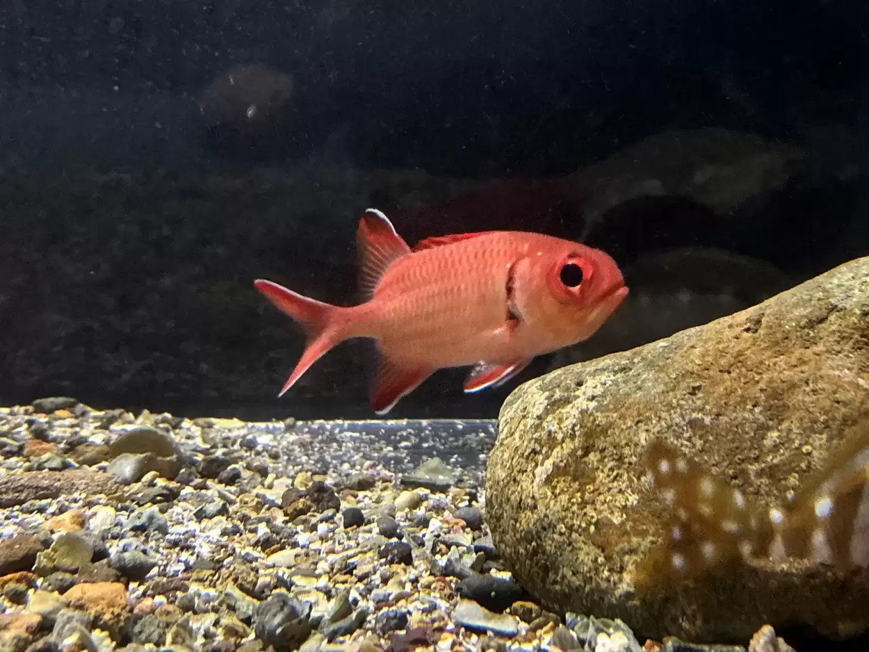 下田海中水族館「こどもの日 特別展」