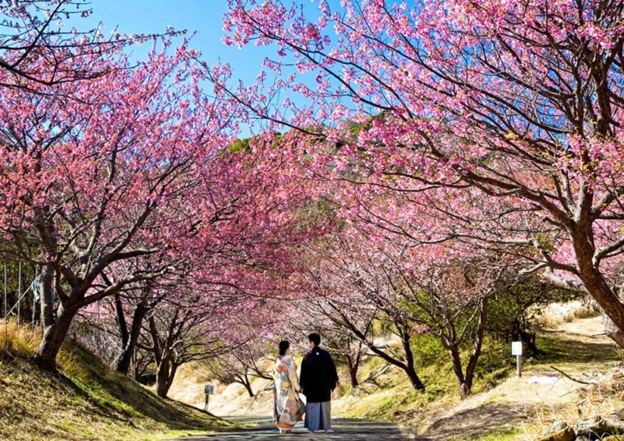 土肥桜まつり