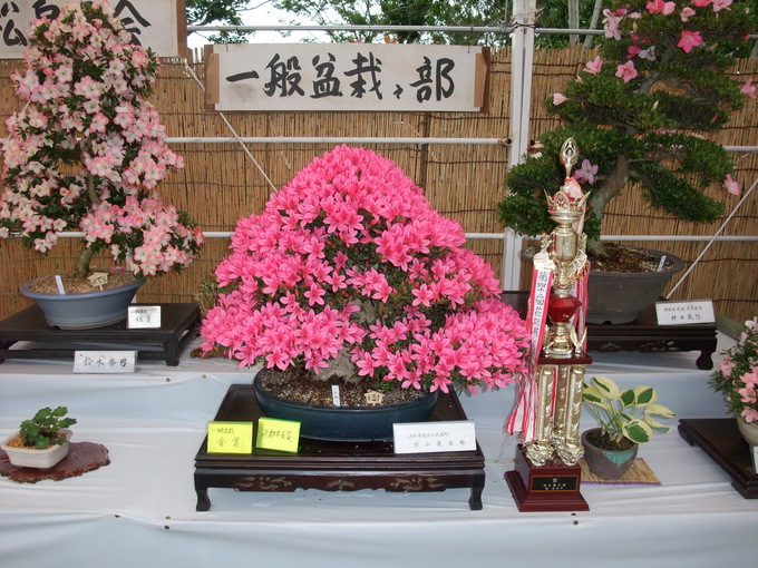 サツキ展
