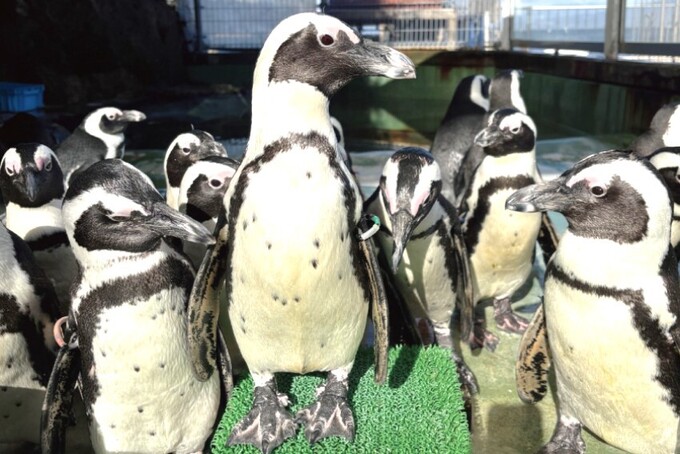 ペンギンクイズ大会