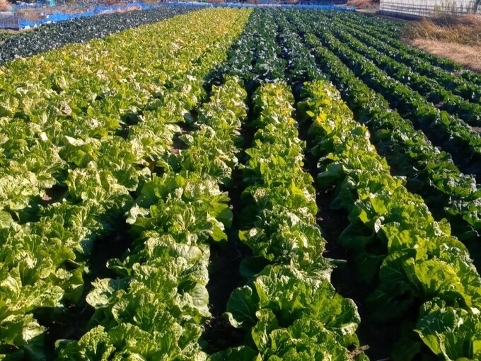 ひかり農園の野菜ワークショップ  ～野菜と土づくり～ -かもえのあさいちワークショップ-