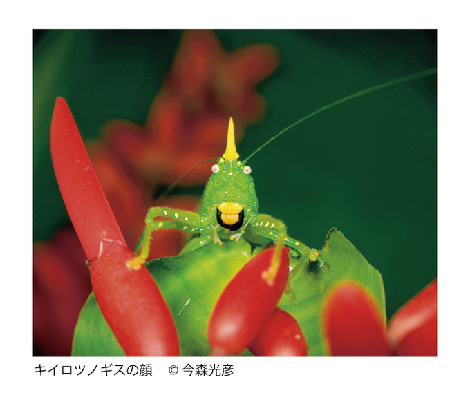 写真展　今森光彦の地球昆虫紀行