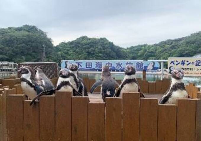 再開しました！ 至近距離でペンギンと記念撮影！